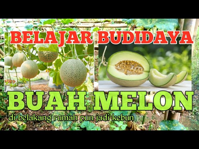 budidaya melon bermodal lahan sempit