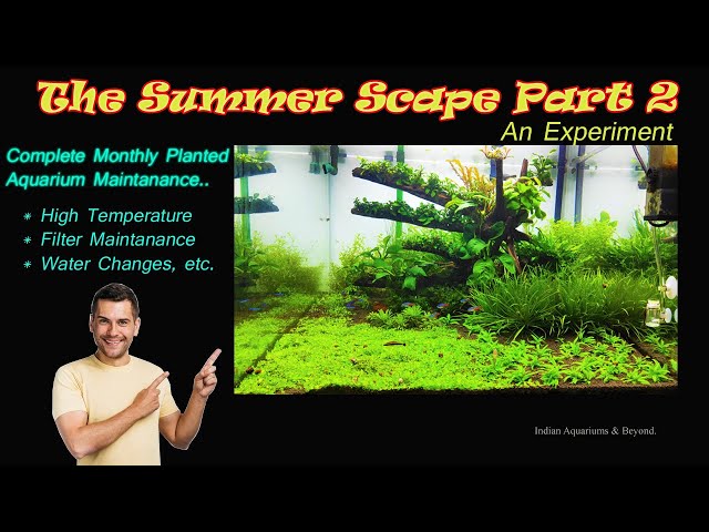 Planted Aquarium: Summer Scape Part 2, complete monthly maintenance planted aquarium