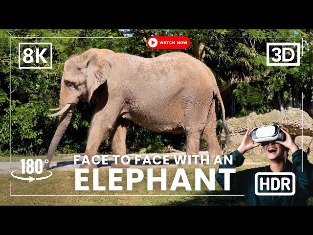 Up Close with Elephants: A Jaw-Dropping 180° VR Feeding Experience in 8K