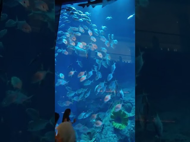 Fish aquarium in Dubai mall #dubaimall #fishaquarium