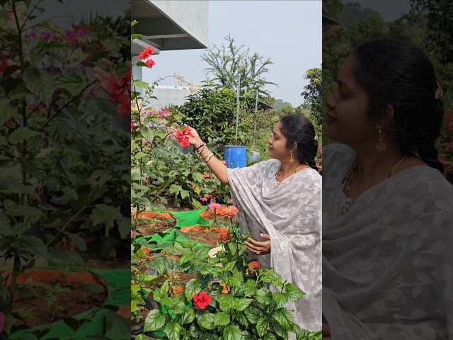 Flowers in my garden #hibiscus #flowers #shortvideo #ytshorts #gardening #garden