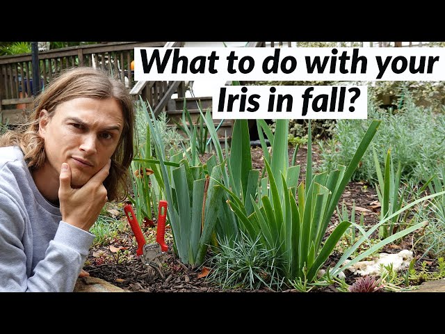 Iris Fall Cleanup for Bearded Iris Plants - do this before Winter