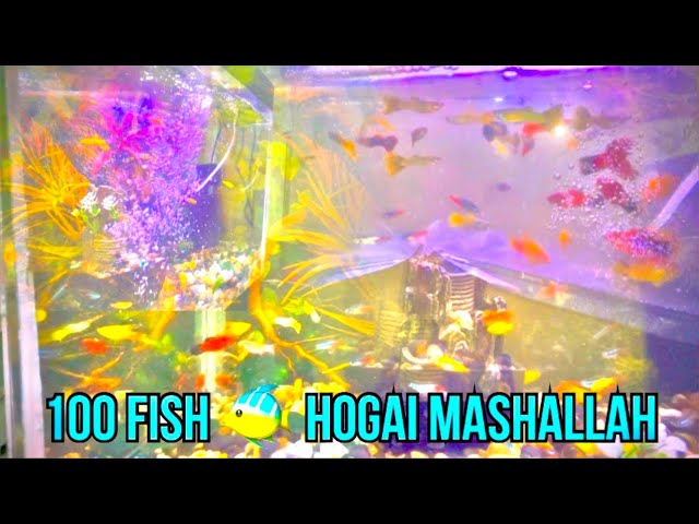 100 fish hogai mashallah || sadka nikal dya zain na ||