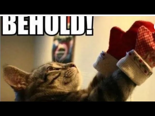 Funny #cat videos of 2024 try not to laugh! #cute #cats #compilation #shorts #funniest #cats🐈#viral🐱