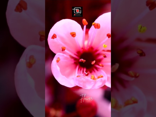 Videography of flowers#shorts #shortsfeed #shortvideo #viralvideo #trending #photography #ytshorts