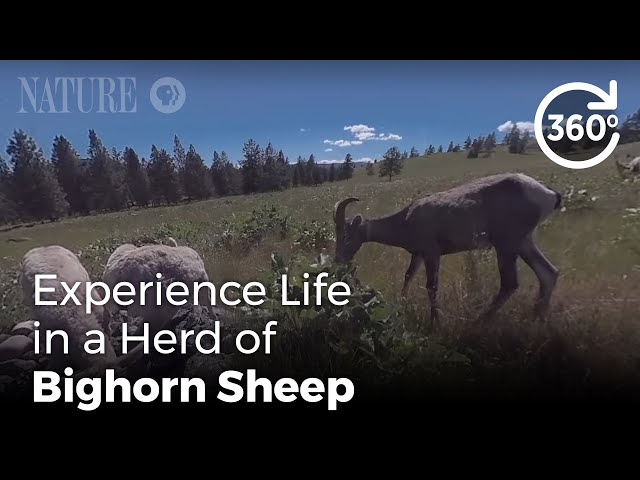 360 Video: Experience Life in a Herd of Bighorn Sheep