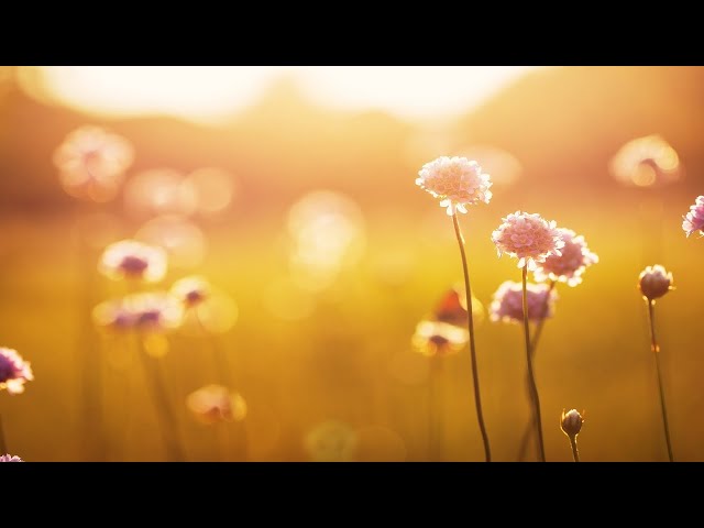 Relaxing Piano Music: Beautiful Sad Music, Soothing Music, Romantic Music, Stress Relief ★95