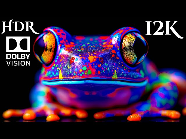 12K Video ULRA HD 240 FPS Animal & Nature OLED DEMO