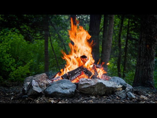 Live - The MOST RELAXING Forest Campfire Experience at Dusk!