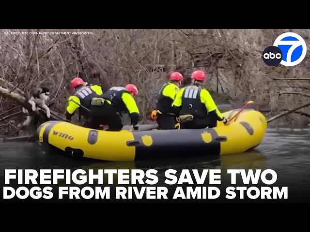 Firefighters rescue two dogs from rising river amid storm in Northern California