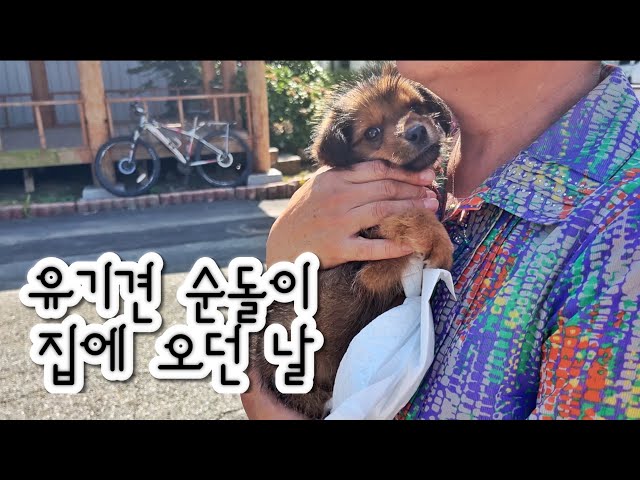 [유기견 입양] 순돌이 집에 오던 날☺️