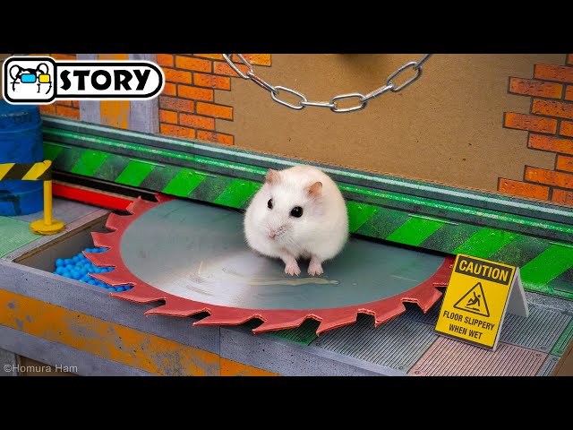 Hamster Escapes the Most Dangerous Prison Maze - Shorts 🐹 Homura Ham Pets