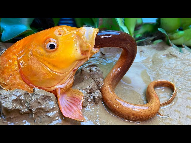 Stop Motion ASMR - Underground Big Fish Eating Eel Fish Trap Primitive Experiment Cooking Cuckoo