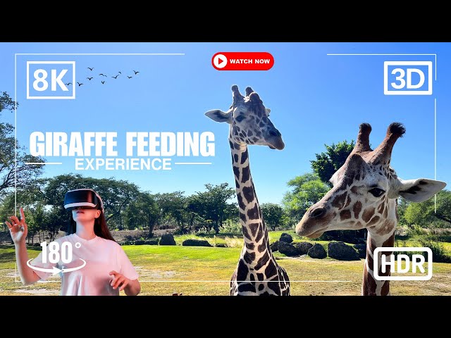 Feeding Giraffes Up Close: A Mind-Blowing 180° VR Adventure in 8K