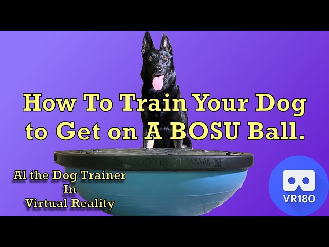 How to Train Your Dog to Get on a BOSU Ball in Virtual Reality.