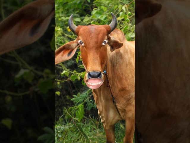 खीर पूरी लाओ रे | #shorts #ytshorts #funny #comedy #cow #animals #cowvideos #comedyvideo #funnyvideo