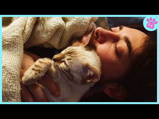 CUTE CATS that deserve 100 MILLION VIEWS! ❤️ Best Cat Videos