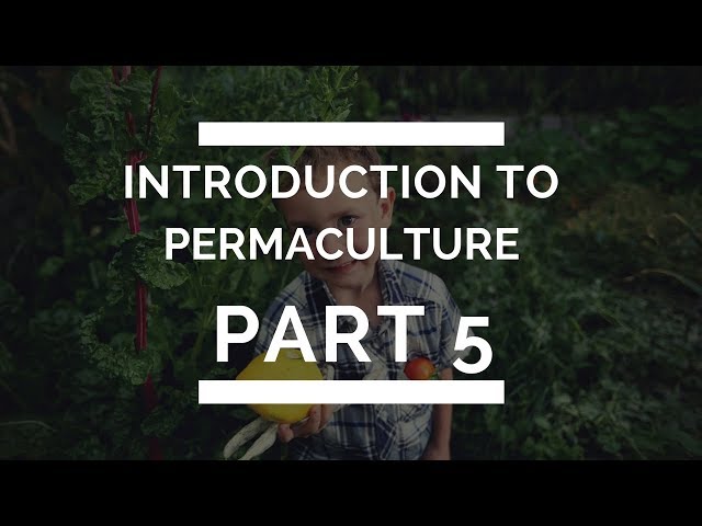 Introduction to Permaculture Part 5 - Curb Cuts,  Wicking Beds & Our Water Design Process