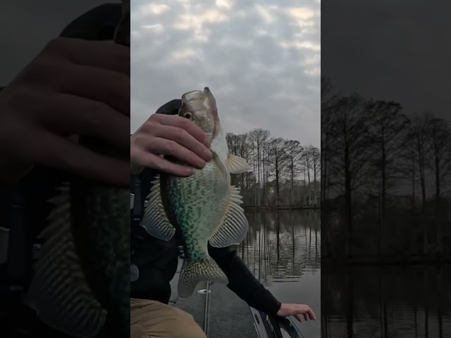 Fishing Frenzy: You Won't Believe the Size of This Crappie! 🎣💥