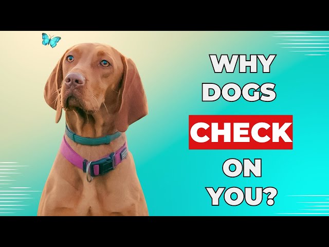 Why Does Your Dog Keep Checking In on You?