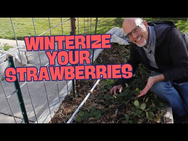 Preparing Strawberry Plants for Winter! How to Protect Your Strawberry Plants Over Winter