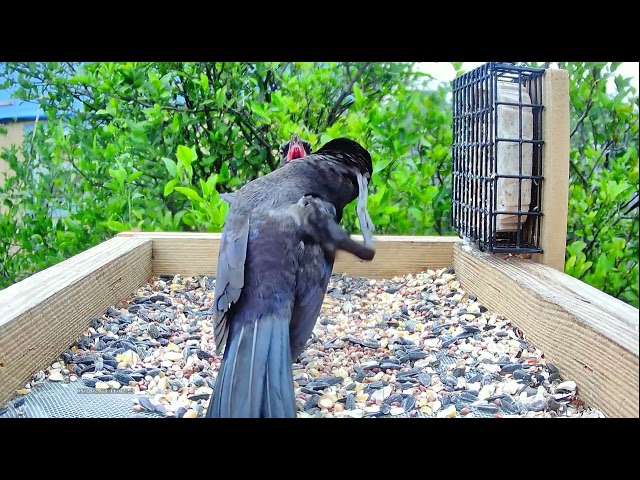 Grackle Feeding The Young One