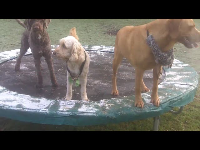 Bessie, Lola, Rusty &Tinker.@DogtrainersUK