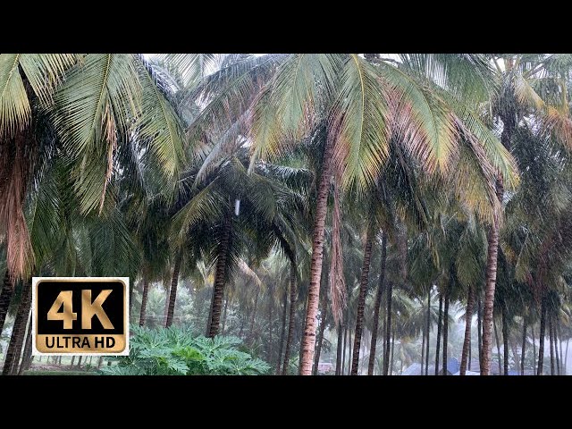 4K Tropical Rain Sounds & Relaxing Nature Video - Sleep| Relax| Study|Meditate - UltraHD|Music Vibes