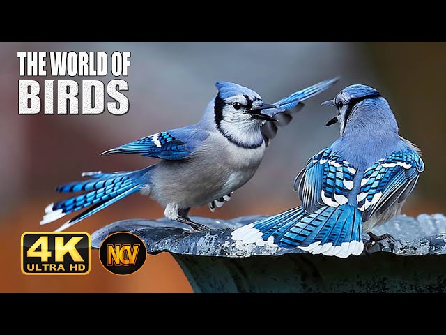 Wild Birds Special Collection 8K VIDEO ULTRA HD HDR 60FPS  || Amazing Birds 4K Video ||  NCV || #7