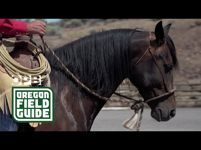 An Oregon horse trainer keeps the old ways alive | Oregon Field Guide