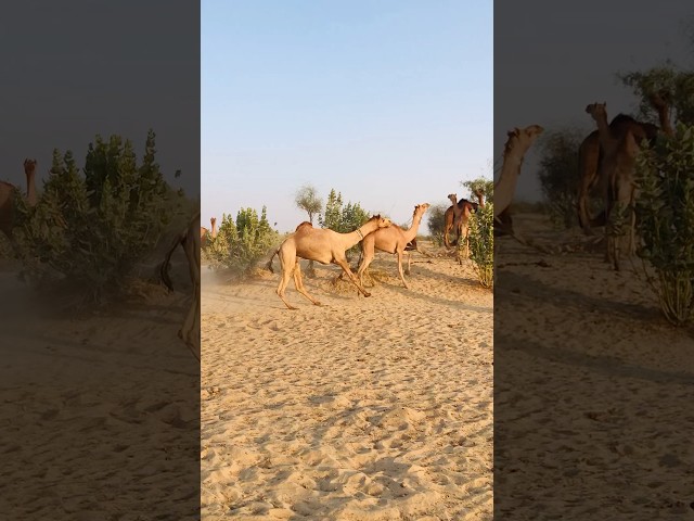 Camels climb mountains quickly