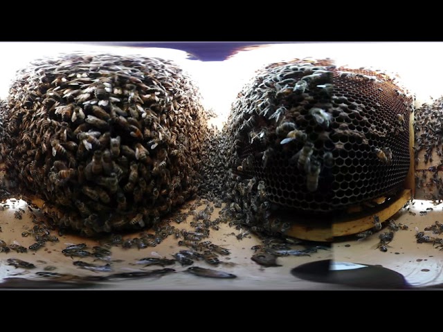 Beehive / Ruche 360 VR