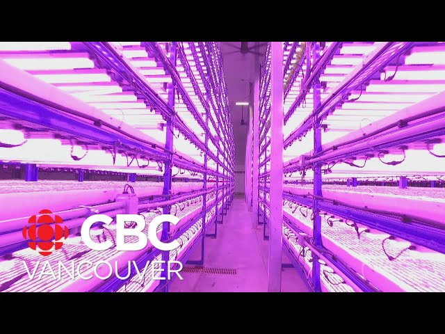 B.C. vertical farming company growing high-tech produce