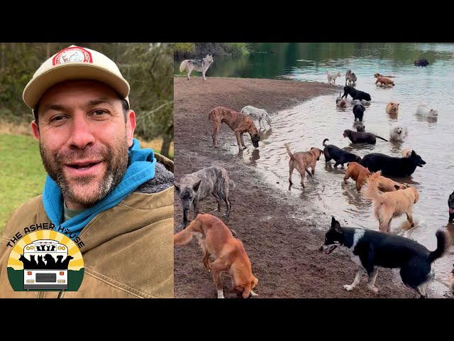 With over 200 dogs at the sanctuary what do we do with all the poop?! | The Asher House