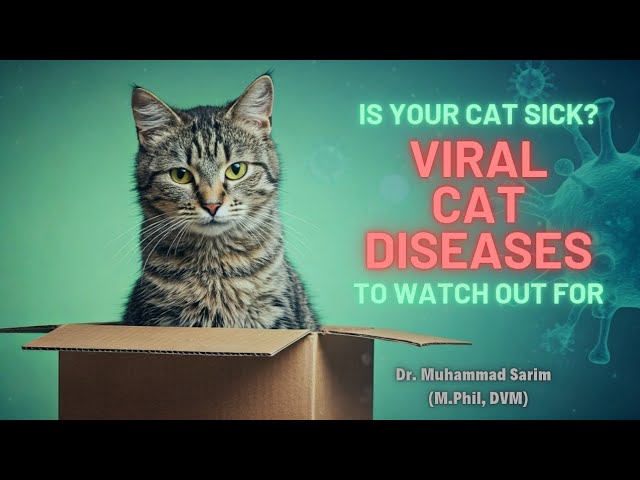 5 Common Viral Cat Diseases You Need To Know | @SaarbaanVeterinaryServices