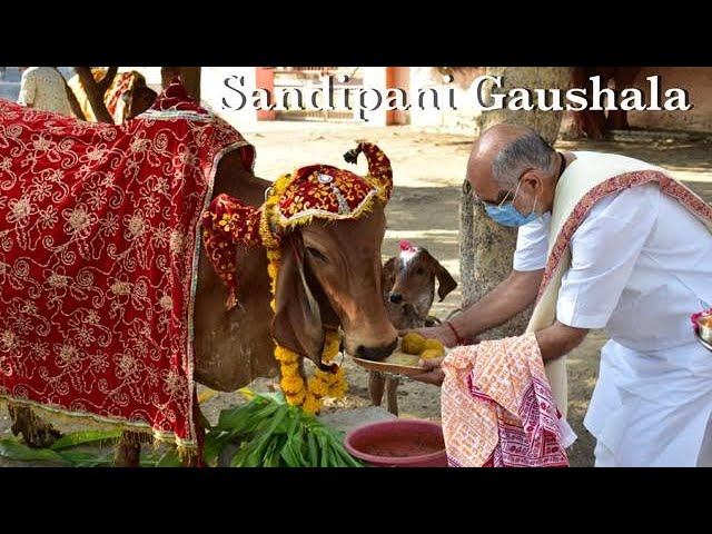 Gau-Poojan on Makarsankranti | Pujya Bhaishri Rameshbhai Oza 14-01-2021