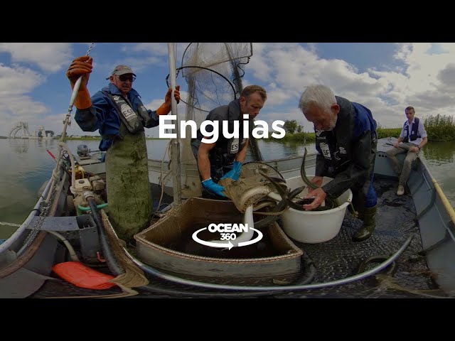 Vídeo 360º: Pescadores e cientistas colaboram para salvar enguia europeia