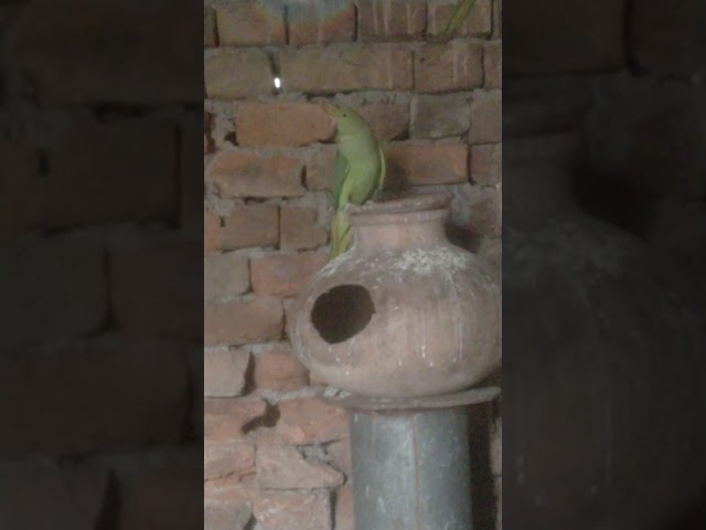 Mashallah my beautiful green ring neck colony 🥰#parrot breeding 💯 my YouTube channel 🦜#subscribe 🥚🦜🥚