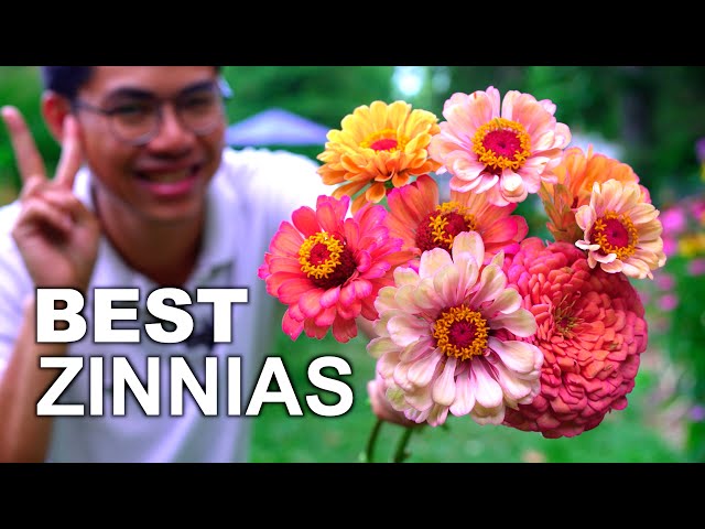 Growing Zinnias for Beautiful Cut Flowers from Seeds: Tips & Tricks