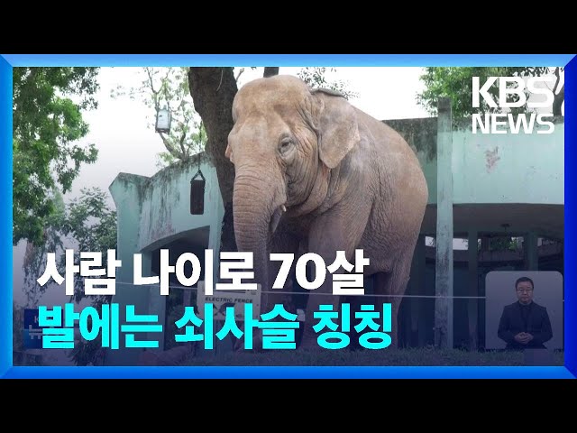 [글로벌K] 베트남, 논란 휩싸인 하노이 동물원 / KBS  2023.08.21.