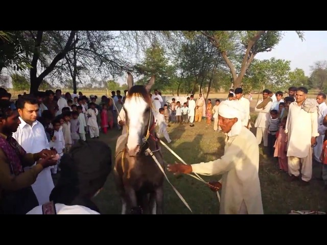 mela pakistan gujrat village chak mehmood