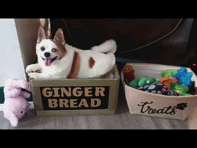 gingerbread