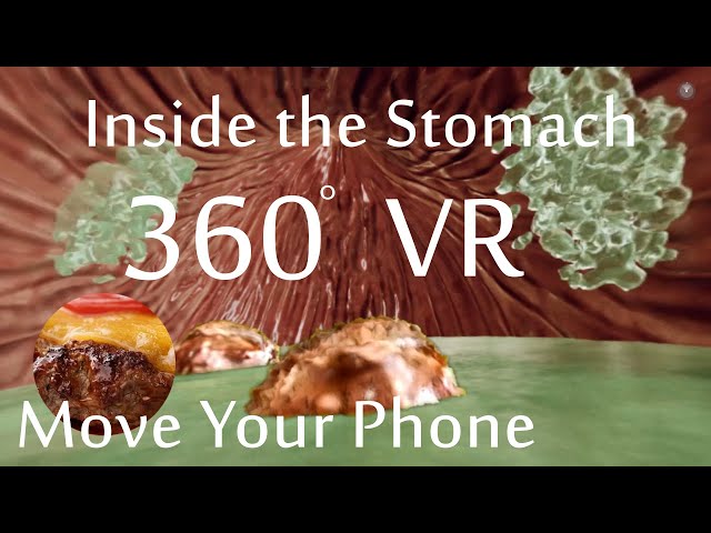 A Virtual Reality tour inside the stomach (VR) 360 | MOVE YOUR PHONE TO EXPLORE THE STOMACH