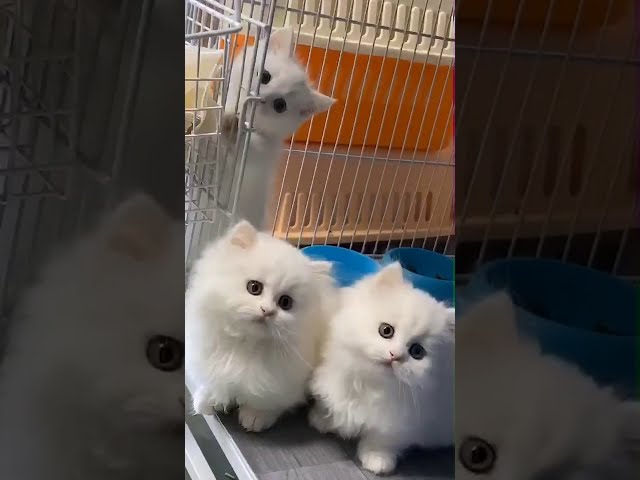 Satisfying Videos Cute Kitty and Lovely Cat 2