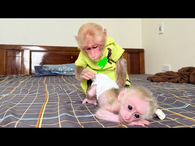 Super funny! Bibi discovered that the baby monkey pooped so he asked Mom to take a bath!