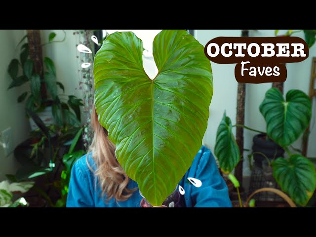 October Plant Faves | Hoya, Philodendron, Stapelia