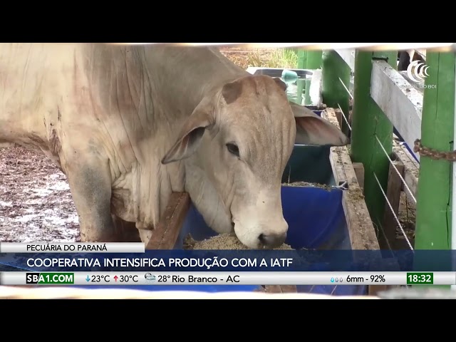 Cooperativa do Paraná intensifica produção de bovinos com IATF