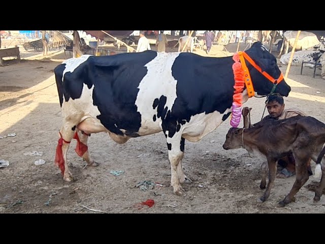 Cow Fresh Retes Update Live  - Malumor Janwar Mandi