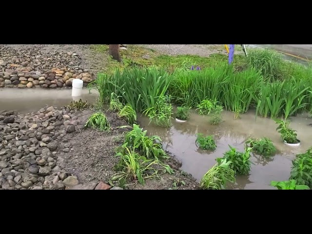 Rain Garden in Motion