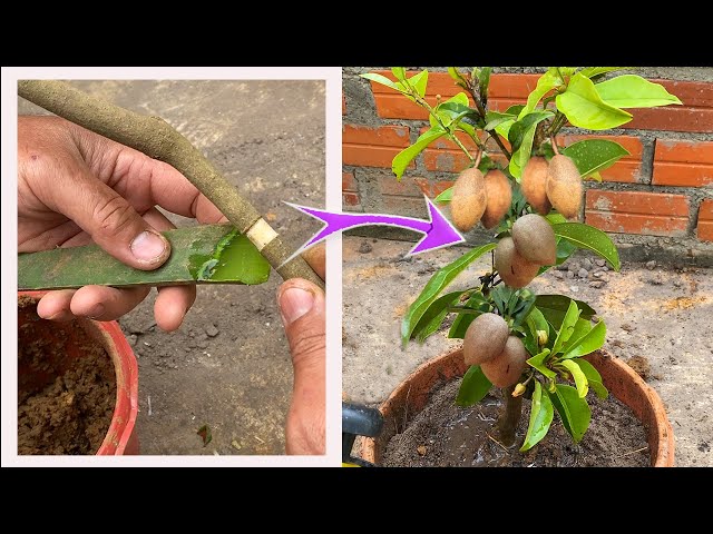 Creative Idea Sapodilla Tree with Aloe Vera Grow fast and crafting sapodilla from cutting